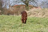 SETTER IRLANDAIS 310